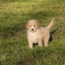 Australian Shepherd, Goldendoodle, and Poodle Puppies from 5AFarms