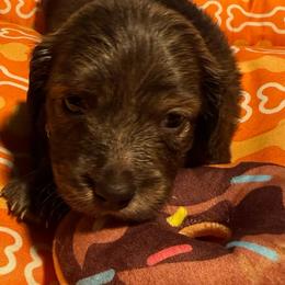 Black - Black and tan male Dachshund puppy in Waukegan, Illinois from Rolling and Howling Basset Hounds and Dachshunds