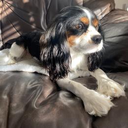 Denver - Tri-color male Cavalier King Charles Spaniel puppy in De Soto, Missouri from Blooming Cavaliers