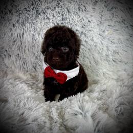 Tiny Elijah - Brown male Poodle puppy in Newcomerstown, Ohio from Sheri’s Lil Angel’s