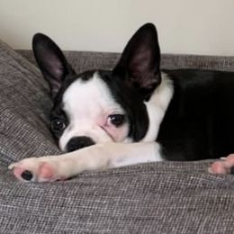 Boston Terriers from TP’s Boston Terriers