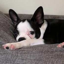 Boston Terriers from TP’s Boston Terriers