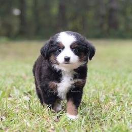 Gideon - Gray Collar - Black tri male Miniature Australian Shepherd puppy in Lacombe, Louisiana from Indigo River Aussies
