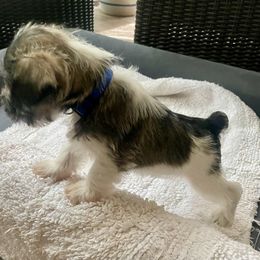 Miniature Schnauzer Puppies from Lovey Mini Schnauzers