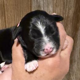 Girl 1 - female Bernedoodle puppy in Coopersburg, Pennsylvania from Deutsch Hund Haus