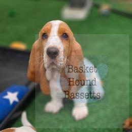 Velma 3000 - Red and white female Basset Hound puppy in Big Rapids, Michigan from Basket Hound Bassets
