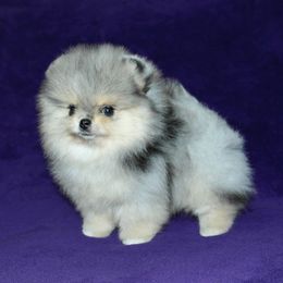Pomeranian Puppies from Beau Joli Pomeranians