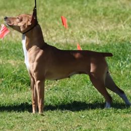 Tahiti - Rat Terrier