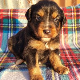 Gravy - Black tri male Miniature Australian Shepherd puppy in Muskogee, Oklahoma from Tagalong Lane Australian shepherds
