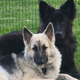 Shiloh Shepherds from Blindlove Shilohs