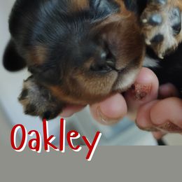 Oakley - Black and tan male Cavalier King Charles Spaniel puppy in Rockville, Maryland from Skais the Limit Cavaliers