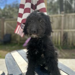 Jasmine - Black Goldendoodle puppy in Moncks Corner, South Carolina from Sweetgrass Goldendoodles of Moncks Corner