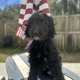 Jasmine - Black Goldendoodle puppy in Moncks Corner, South Carolina from Sweetgrass Goldendoodles of Moncks Corner