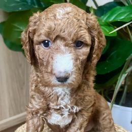 Hazel - Red  female Goldendoodle puppy in S AI Nt John, Indiana from Lulu's Goldendoodles