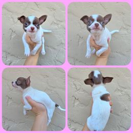 Choc spotted - Chocolate and white female Chihuahua puppy in Vineland, New Jersey from Royal Companion's