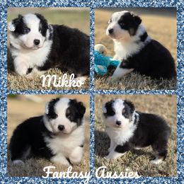 Mikko - Black tri-color male Australian Shepherd puppy in Anna, Texas from Fantasy Pomeranians & Fantasy Aussies