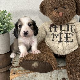 Shaded cream piebald - Cream male Dachshund puppy in Bryan, Ohio from Wysteria Hill Doxies