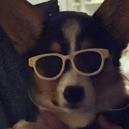 American Corgis, Collies, and Pembroke Welsh Corgis from Voneida Collies & Corgis