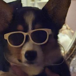 American Corgis, Collies, and Pembroke Welsh Corgis from Voneida Collies & Corgis
