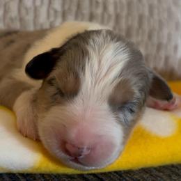 Frankin - Blue merle male Australian Shepherd puppy in Morrow, Ohio from OakHaven Acres Aussies