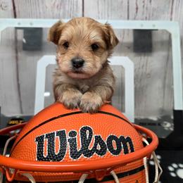 Waffles - Gold male Morkie puppy in Monticello, Iowa from Ashley’s Puppies