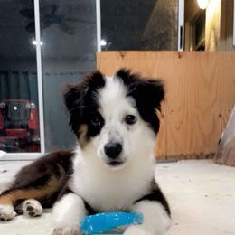 Miniature Australian Shepherd Puppies from Triple Branch Aussies