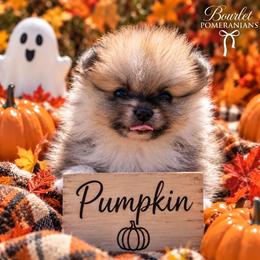 AKC Pumpkin - Cream parti male Pomeranian puppy in Jacksonville, North Carolina from Bourlet Poms
