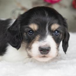 Dachshund puppies from Dachsy
