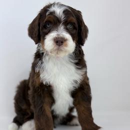 Brew - Tri-color male Bernedoodle puppy in Fleming, Colorado from Vandenbark Doodles