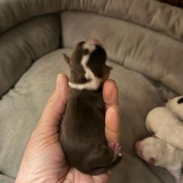 Christoff - Chocolate male Chihuahua puppy in Seneca, Missouri from Stephanie’s Puppy Colony