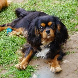 Pepper - Cavalier King Charles Spaniel