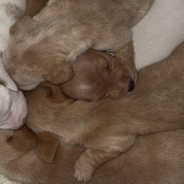 Dachshunds from Maready Dachshunds