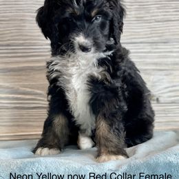 Aussiedoodle and Bernedoodle Puppies from North 40 Doodles