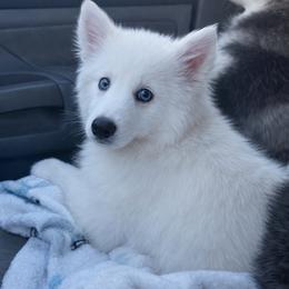 Boy 2 - White male Pomsky puppy in Bolton, Connecticut from Elle Pomsky