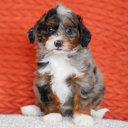 Squirtle - Merle male Bernedoodle puppy in Dundee, Ohio from Down Home Doodle