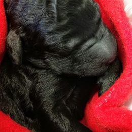 Poodle Puppies from Asha Poodles