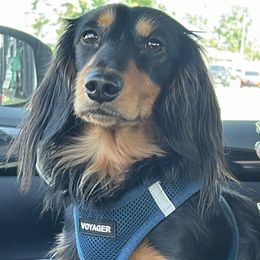 Luca - Dachshund