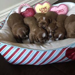 Cavalier King Charles Spaniel Puppies from Hidden Creek Cavaliers