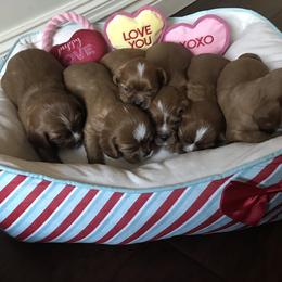 Cavalier King Charles Spaniel Puppies from Hidden Creek Cavaliers