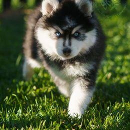 Pomsky Puppies from Southpaw Pomskies