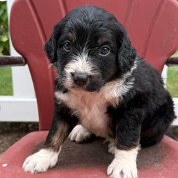 Guy - Black male Bordoodle puppy in Creston, Ohio from Borders of Eby Eden