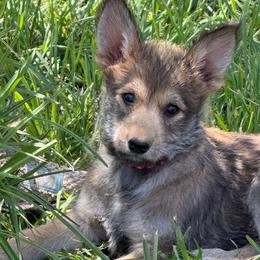 Girl 1 - Fawn female Berger Picard puppy in Albuquerque, New Mexico from Zia Picards Kennel