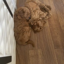 Goldendoodle Puppies from Dapper Doodles of Tennessee