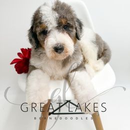 Falcon - Blue merle male Bernedoodle puppy in Baroda, Michigan from Great Lakes Bernedoodles