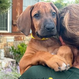 Lemonade - Rd whtn blk nose female Rhodesian Ridgeback puppy in Arcadia, Oklahoma from Ahyoka Rhodesian Ridgebacks