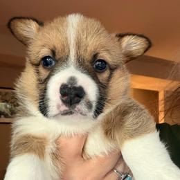 Lola - Purple girl - Red female Pembroke Welsh Corgi puppy in Woodinville, Washington from Heatherland Corgis