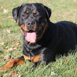 Rottweilers from Spayd’s Rottweilers