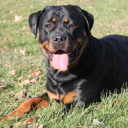 Rottweilers from Spayd’s Rottweilers