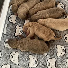 Chesapeake Bay Retriever Puppies from Bay Haven Chesapeakes