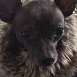 Chihuahuas from Cricket's Family Tree